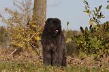 BOUVIER DES FLANDRES 290